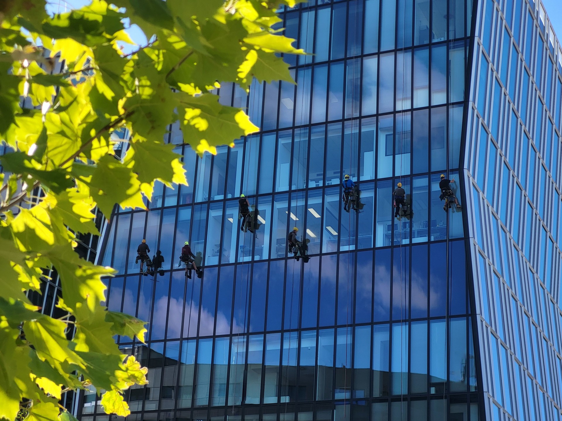 Team of rope access technicians—climbers cleaning a skyscraper. Nice weather, sky reflecting in the building and hanging high up on the office. Tree is in front of building.